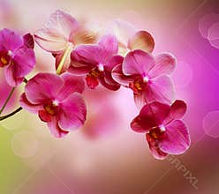 Pink Orchids