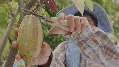 Asian woman farmer use pruning shears cut cacao pod from cacao tree in cacao farm, slow motion