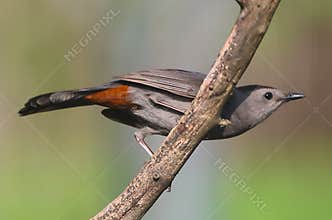 Gray Catbird with Rust-Colored Hind Quarters Showing - Dumetella carolinensis
