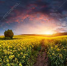 Summer Landscape with a field of yellow flowers