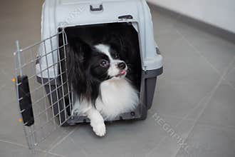 A dog in a box for safe travel. Papillon in a pet transport cage
