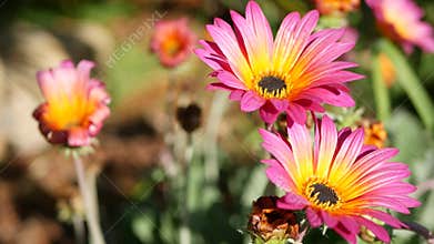 Daisy or marguerite colorful flowers, California USA. Aster or cape marigold multicolor purple violet bloom. Home