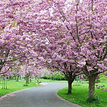 Cherry Blossom in a Garden