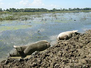 Mud baths