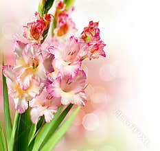 Gladiolus Flowers