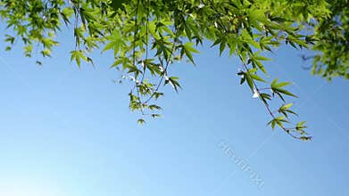 Low-angle view of green maple leaves on branches swaying in wind under blue sky