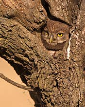Little Owl looking out of it´s nest