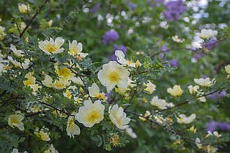 Rosa xanthina hugonis Manchu rose in bloom, yellow springtime flowering plant