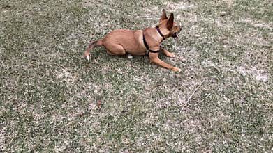 Carolina dog rolling on grass and running away