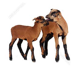 Cameroon sheep#2