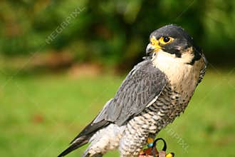 Peregrine Falcon