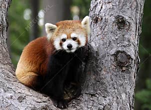 Red Panda