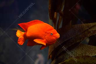 Garibaldi damselfish