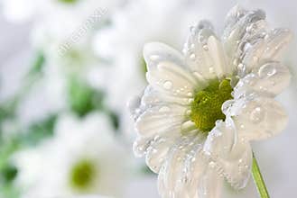 White flower