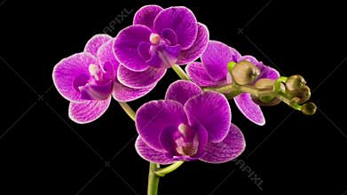 Blooming Purple Orchid Phalaenopsis Flower