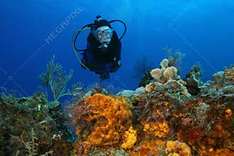 Woman Scuba Diving Over a Coral Reef