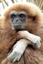 Lar Gibbon