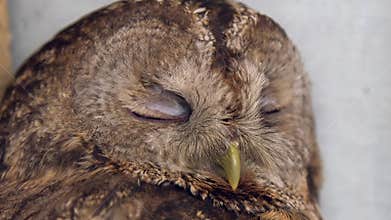Owl portrait. Close-up