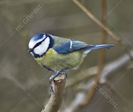 Blue Tit