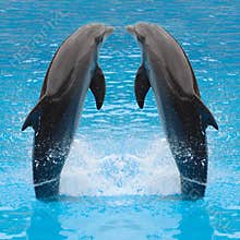 Jumping dolphin twins