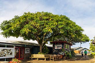 Beautiful tree in Historic Kong Lung Market Center in the town of Kilauea, Kauai