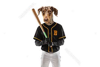 Contemporary artwork, conceptual collage. Sportive male professional baseball player headed by dog's head isolated on
