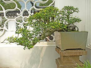 Cascade style bonsai