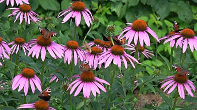 Blossoming coneflowers Echinacea purpurea and many butterflies