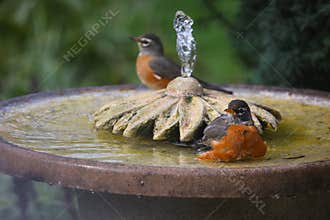 Two American Robins Bathing in Fountain - Turdus migratorius