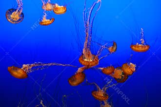 Sea nettle jellyfish