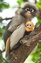 Monkey and her baby