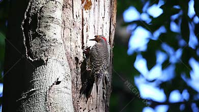 The Northern flicker Colaptes auratus nesting in Wisconsin
