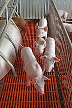 Piglets in the enclosure