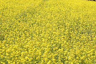 Yellow Mustard flowers in field is full blooming looking beautiful and colorful. India