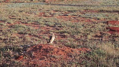Burrowing Owls in the nest in the burrow made in the ground with their hooting