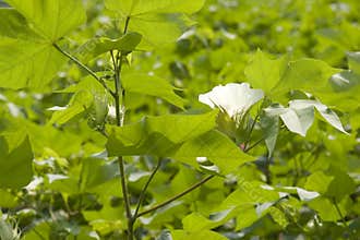 White cotton flower detail