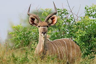 Kudu antelope, Kruger National Park, South Africa