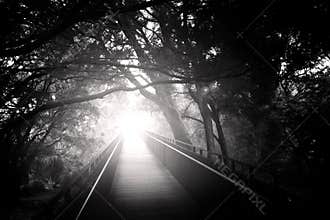 Bridge in forest