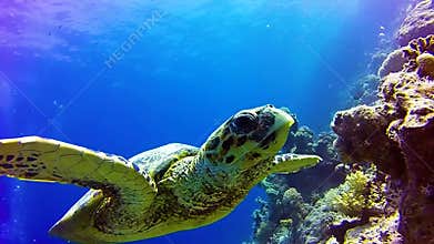 Sea turtle and sandy seabed. Underwater video from scuba diving with the turtles.