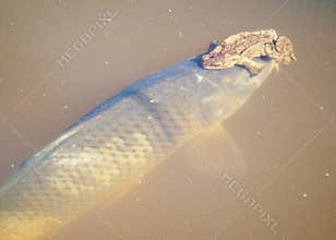 Blurred fish outline in the water, frog sitting on the fish, dirty and muddy water, fuzzy lines