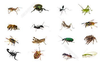 Set insects