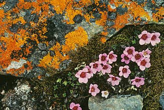 Tundra Flowers