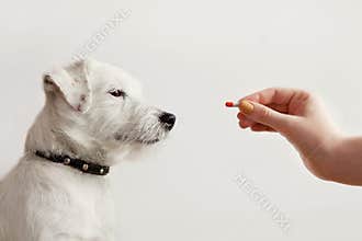 Sick dog Jack Russell Terrier waiting get pill from hand of owner or doctor. Pet health care, veterinary drugs, treatments,