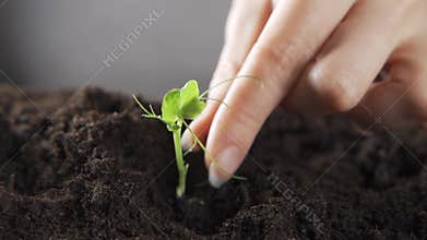 Hands planting green plant to the ground in. Slow motion