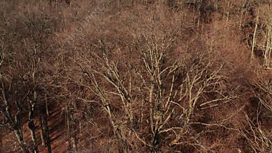 Wild forest, bare tree aerial view