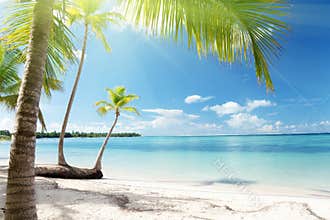 Caribbean sea and palms