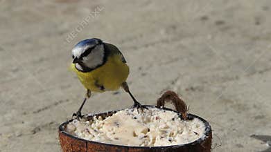 Blue Tit feeding from Insect Coconut Suet