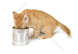 Eating Cat