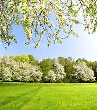 Spring landscape