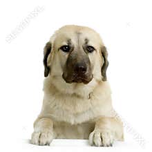 Anatolian Shepherd Dog